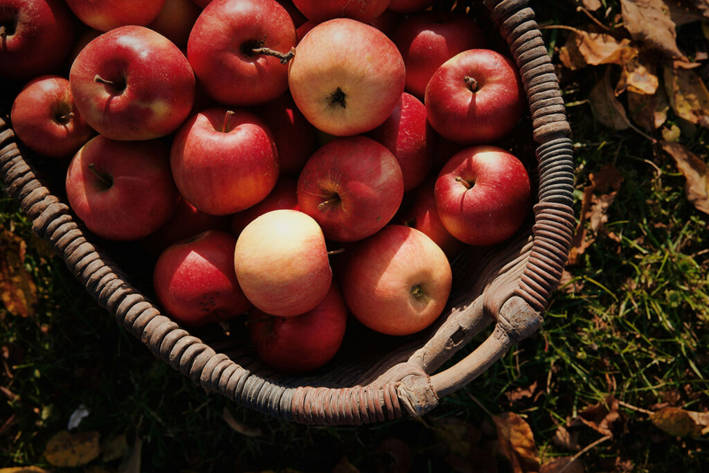 Oogstrituelen, appels in een mand
